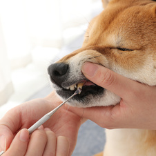 Nástroj na odstraňování zubního kamene 17cm / ocel