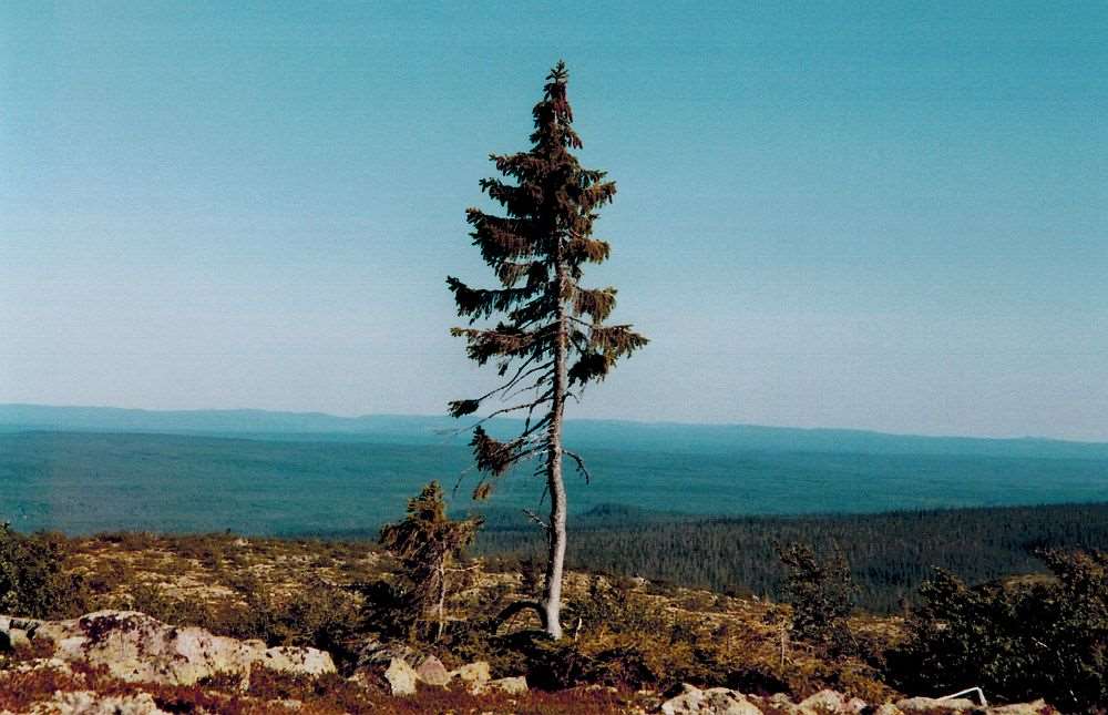 Nejstarší strom na světě